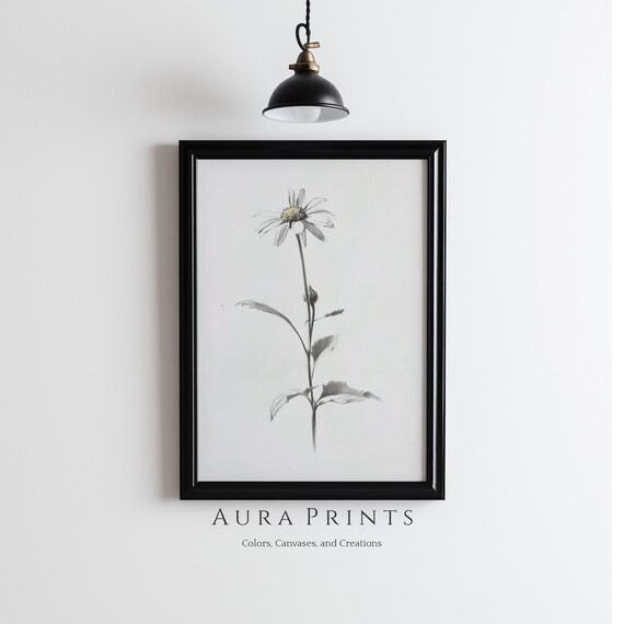 Daisy Flower Sketch Vintage Botanical Pencil Drawing Nature Poster