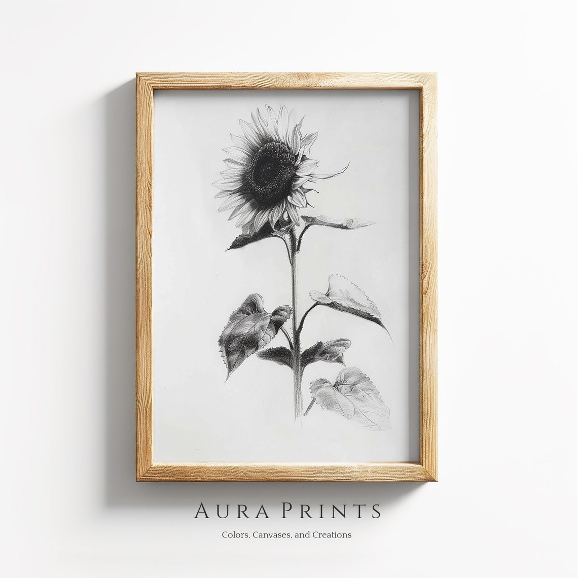 Sunflower Pencil Sketch Black White Botanical Drawing Art Poster