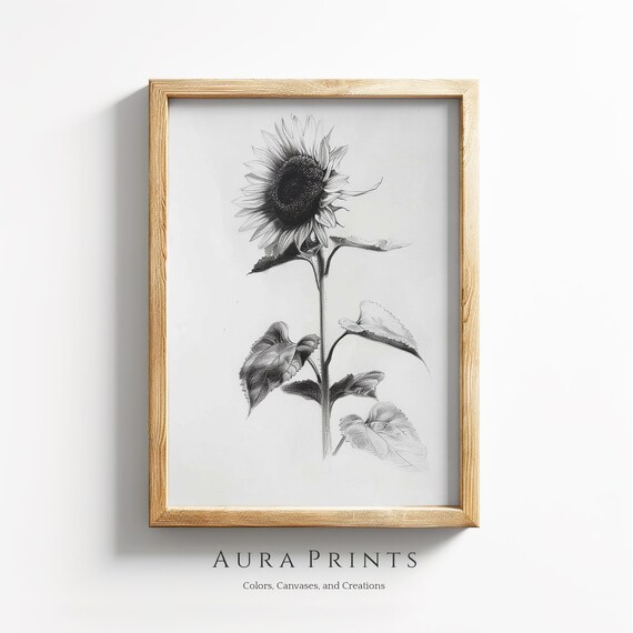 Sunflower Pencil Sketch Black White Botanical Drawing Art Poster