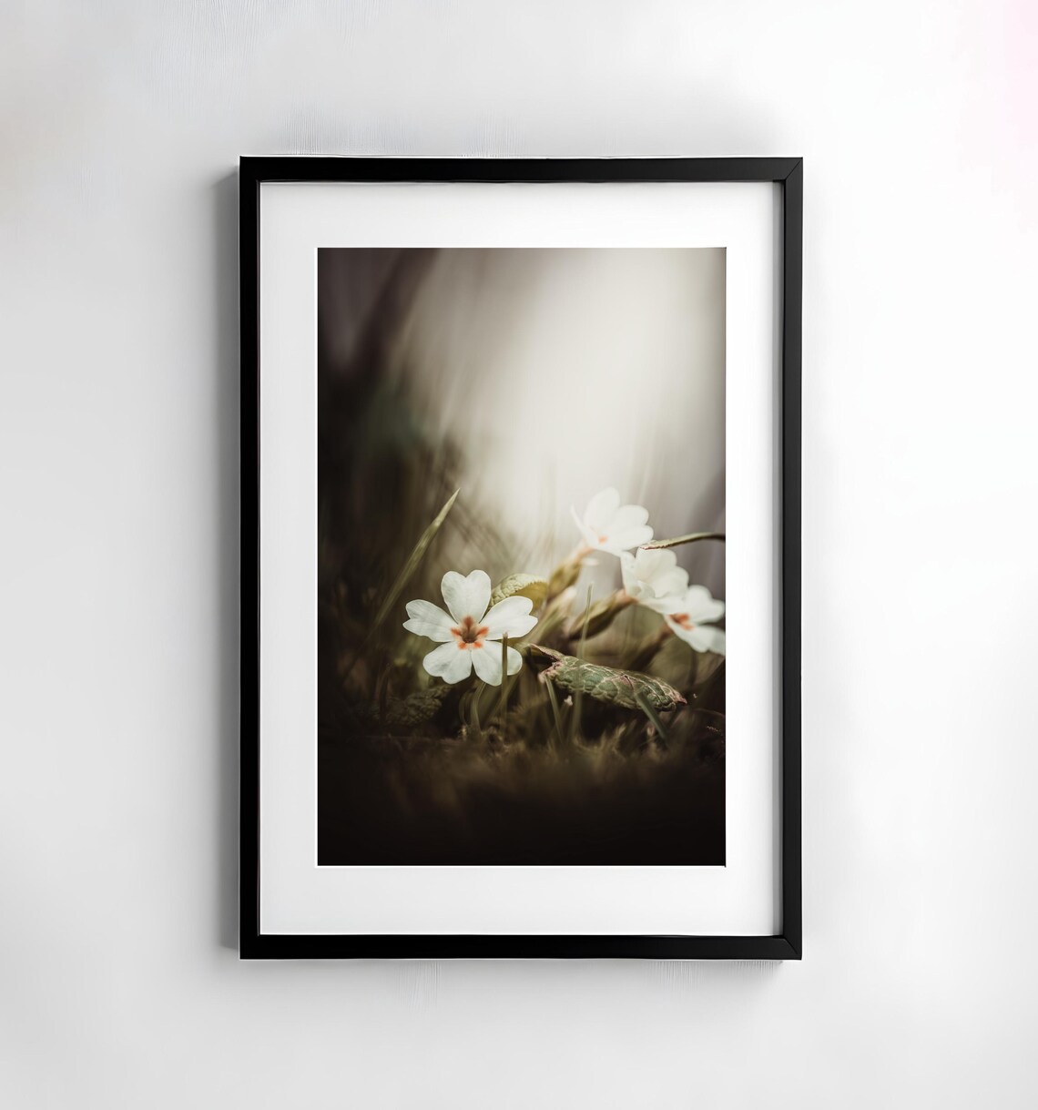White Primroses in Dark Forest Moody Floral Photography Poster