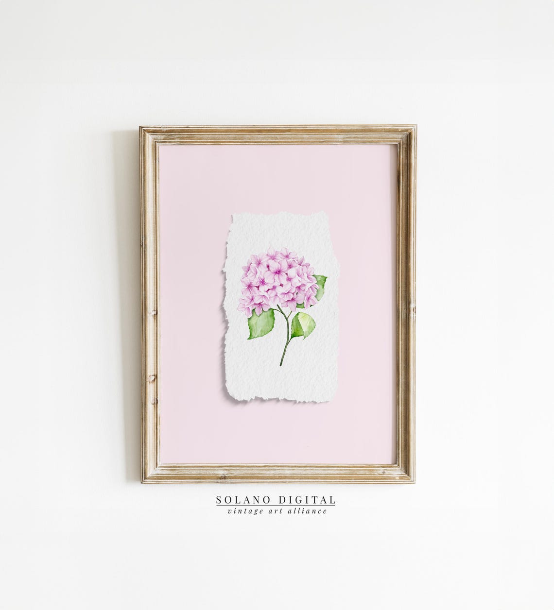 Pink Hydrangea Watercolor Flower on Soft Pink Background Wall Art