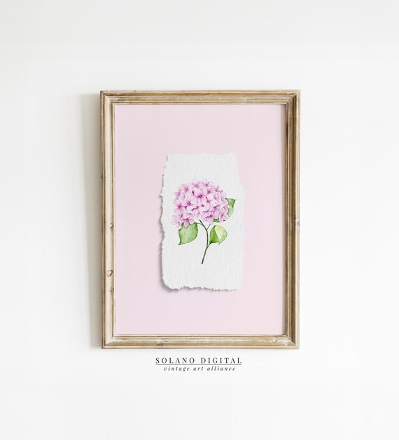 Pink Hydrangea Watercolor Flower on Soft Pink Background Wall Art