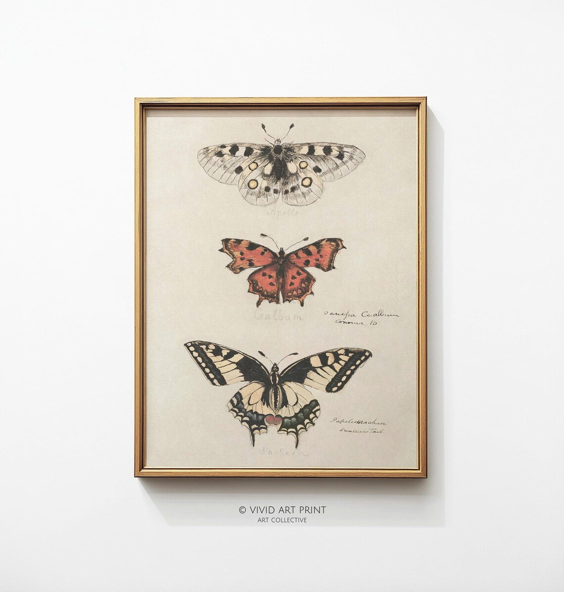 Retro Butterfly Illustration, Vintage Art Print