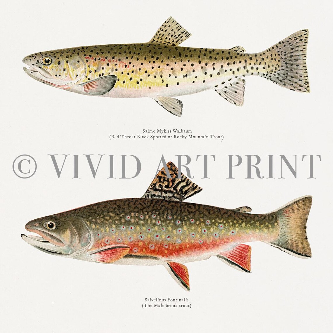 Vintage Trout Fish Collection, Species Illustration - Image 4