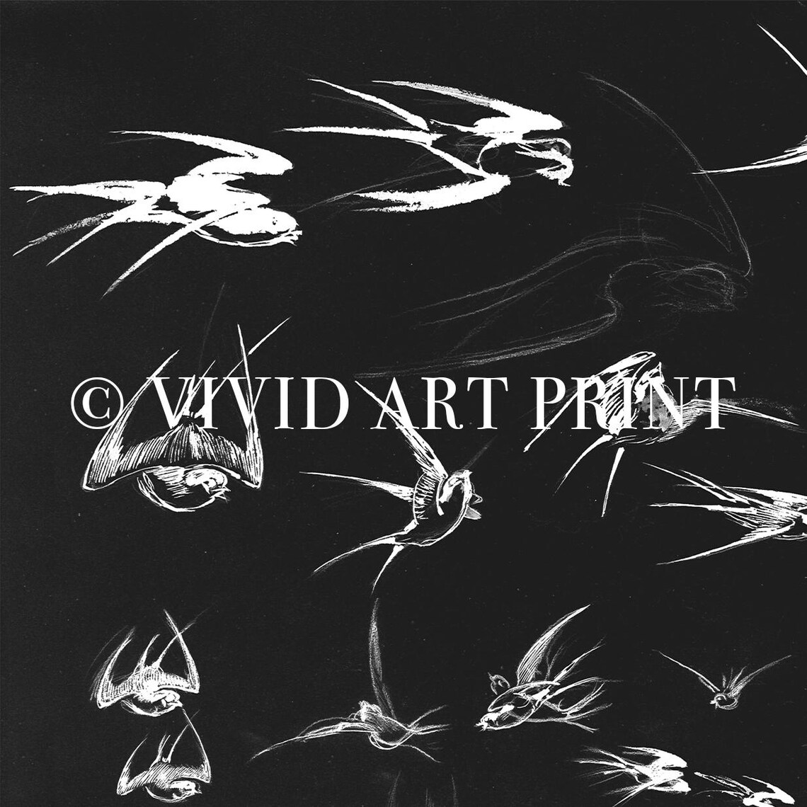 Vintage Bird Sketch, Swallows In Flight Art Print - Image 4