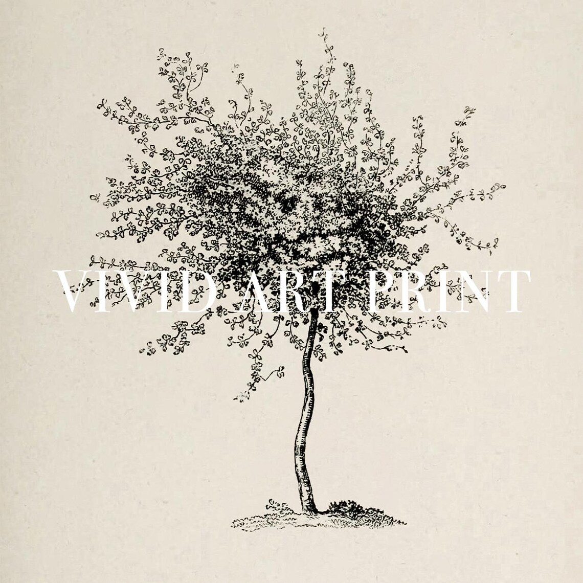 Vintage Botanical Tree Sketch, Elegant Drawing - Image 4