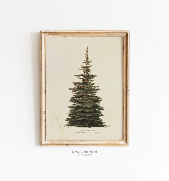 Neutral Christmas Tree Botanical Illustration, Vintage Art Print