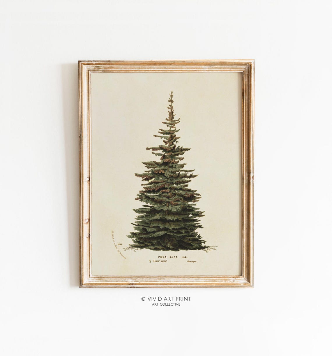 Neutral Christmas Tree Botanical Illustration, Vintage Art Print