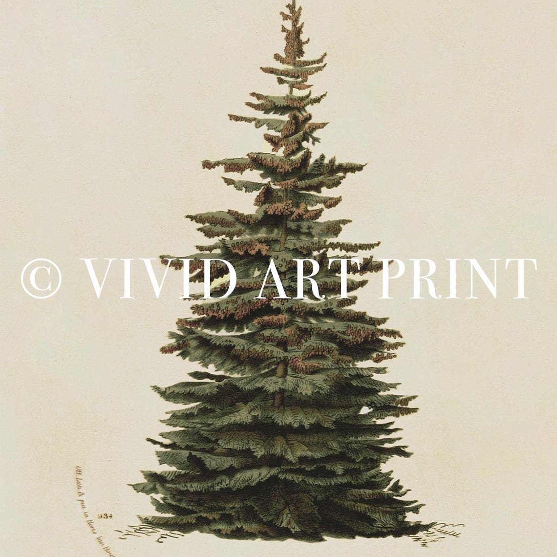 Neutral Christmas Tree Botanical Illustration, Vintage Art Print - Image 4