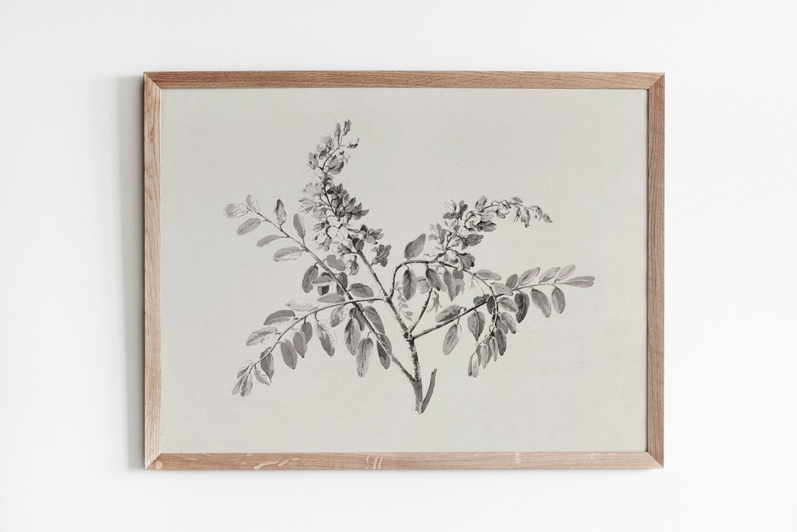 Vintage Botanical Branch Sketch Flowering Twigs Ink Drawing Poster