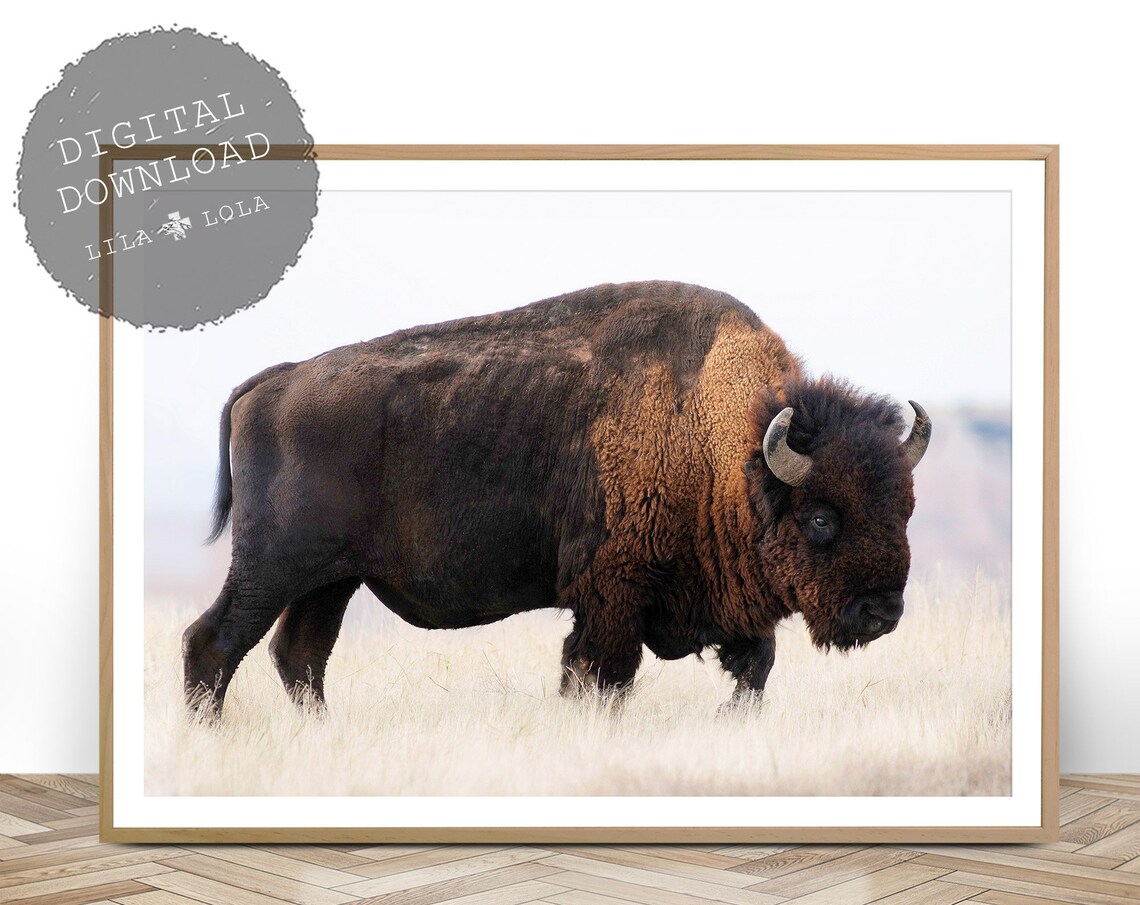 Bison Landscape Art Print, Wildlife Photography