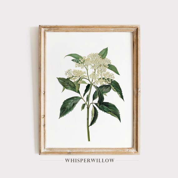 White Elderflower Vintage Botanical Illustration Antique Style Poster