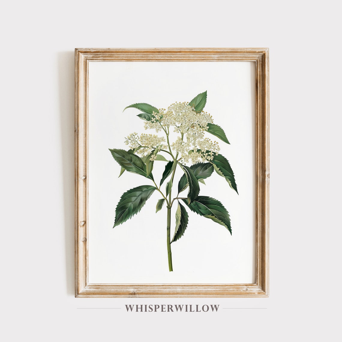 White Elderflower Vintage Botanical Illustration Antique Style Poster