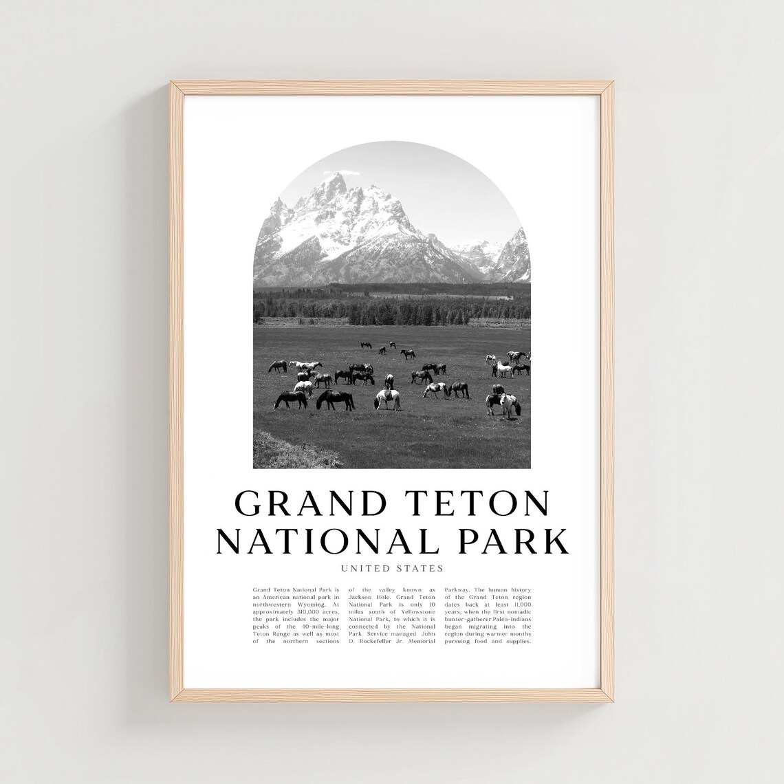 Grand Teton Bison Herd Black and White Wyoming National Park Poster