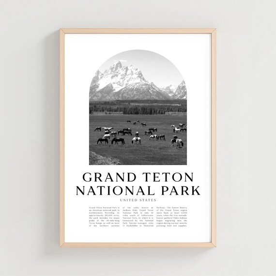 Grand Teton Bison Herd Black and White Wyoming National Park Poster
