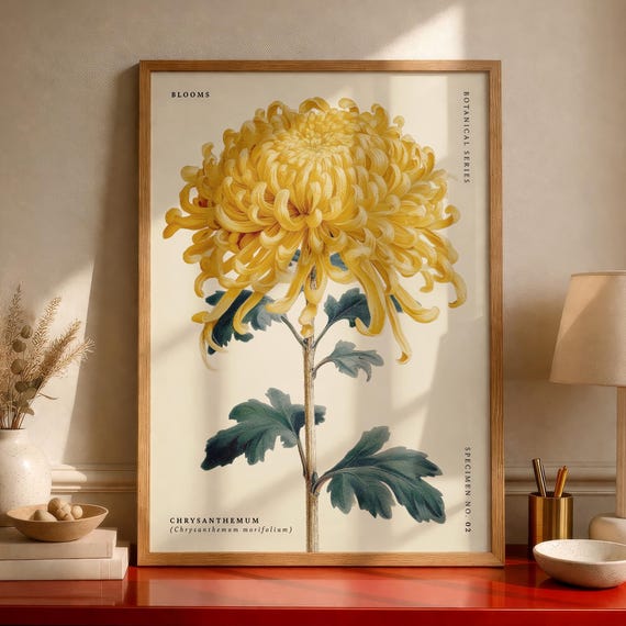Chrysanthemum Poster Print Botanical Flower Wall Art Vintage Floral Decor November Birth