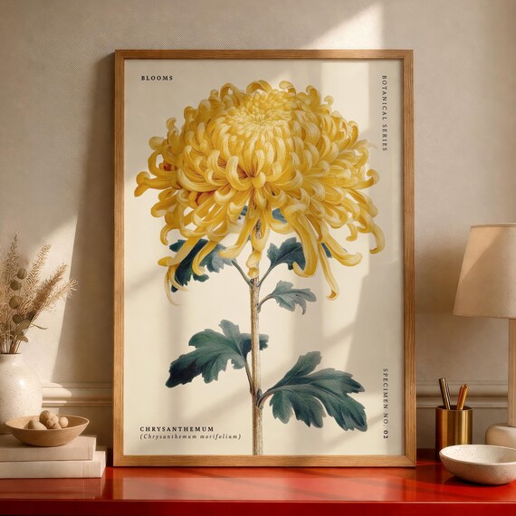 Yellow Chrysanthemum Vintage Botanical Specimen No 2 Blooms Poster