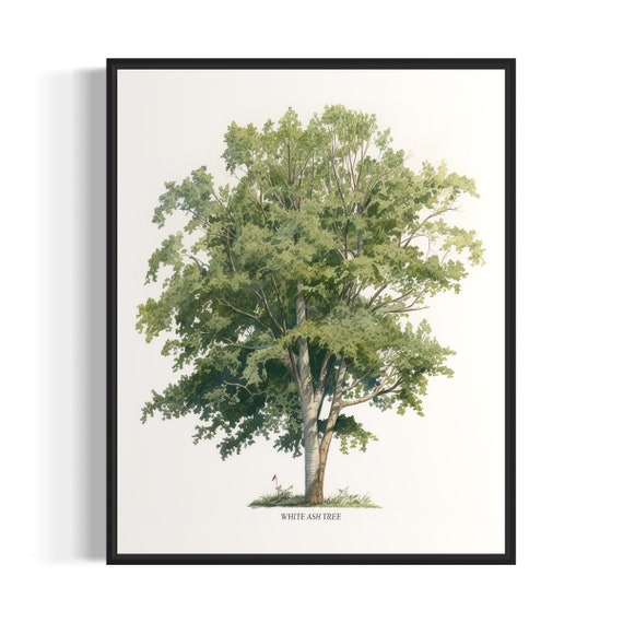 White Ash Tree Art Print White Ash Tree Wall Art Poster