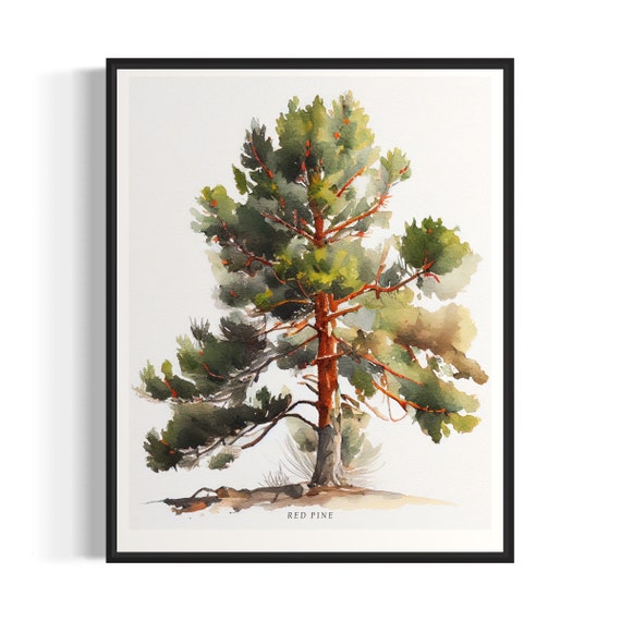 Red Pine Tree Art Print Red Pine Tree Wall Art Poster