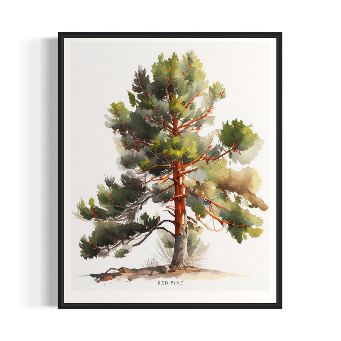 Red Pine Tree Art Print Red Pine Tree Wall Art Poster
