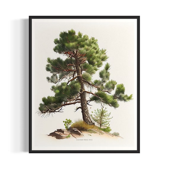 Eastern Whie Pine Tree Art Print Eastern Whie Pine Tree Wall Art Poster