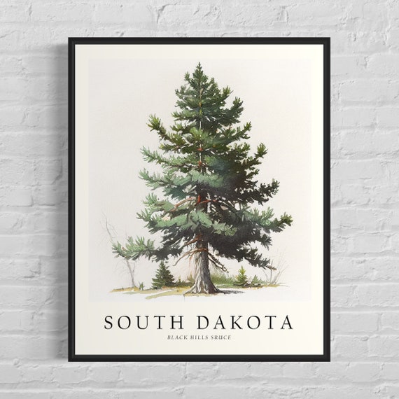 South Dakota State Tree, Black Hills Spruce Art Print