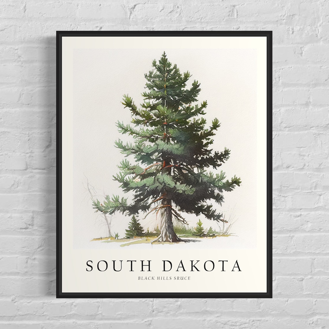 South Dakota State Tree, Black Hills Spruce Art Print