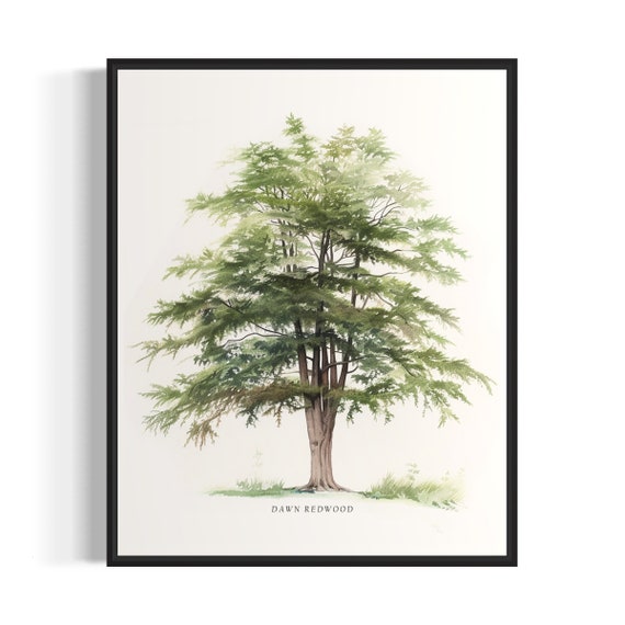 Dawn Redwood Tree Art Print Dawn Redwood Tree Wall Art Poster
