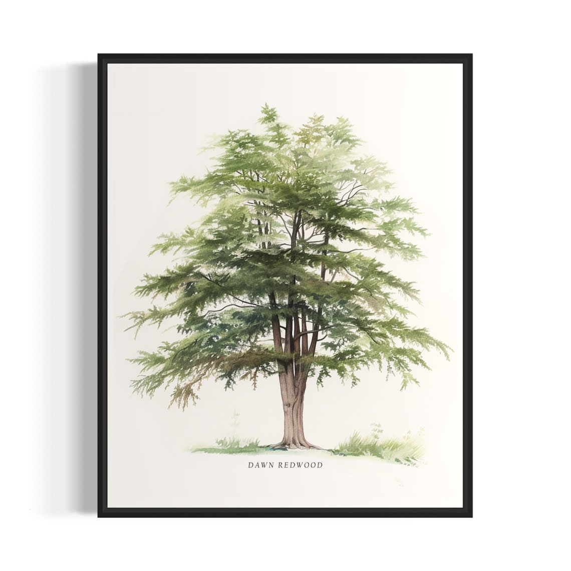 Dawn Redwood Tree Art Print Dawn Redwood Tree Wall Art Poster