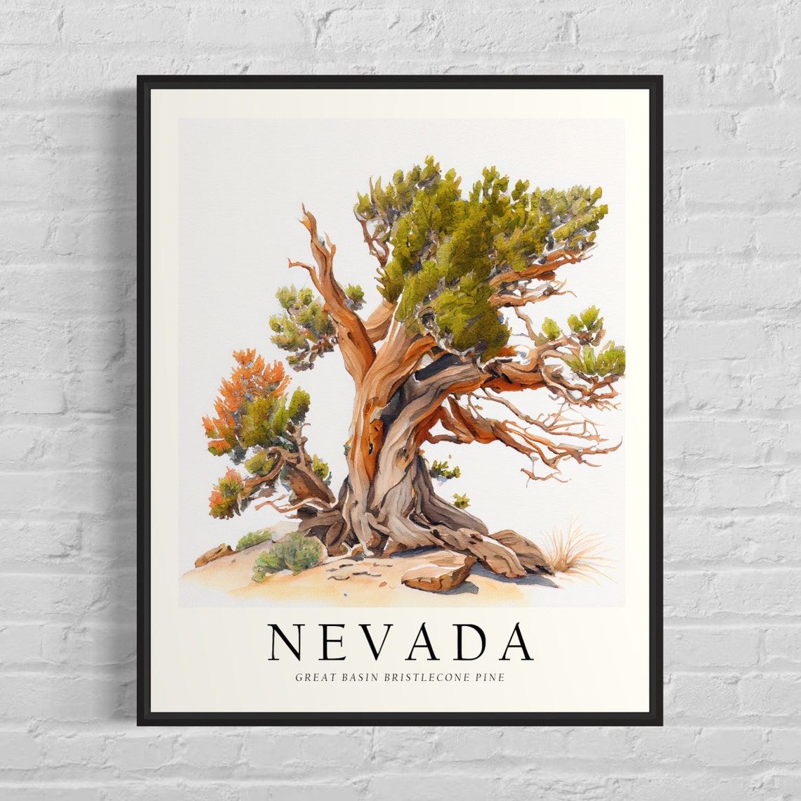 Nevada Great Basin Bristlecone Pine Desert Watercolor Tree Poster
