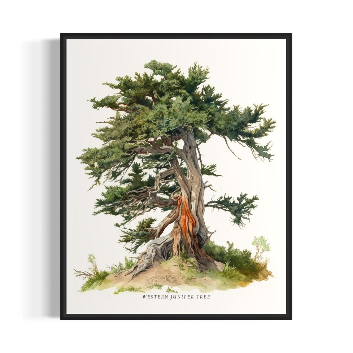 Western Juniper Tree Art Print, Nature Wall Decor
