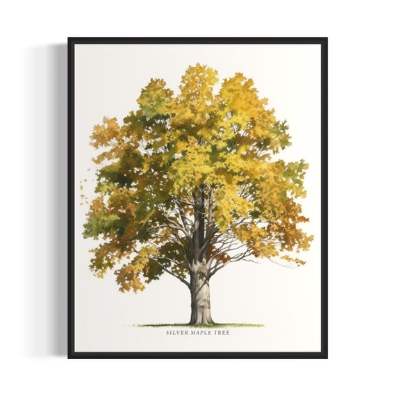Silver Maple Tree Art Print Silver Maple Tree Wall Art Poster