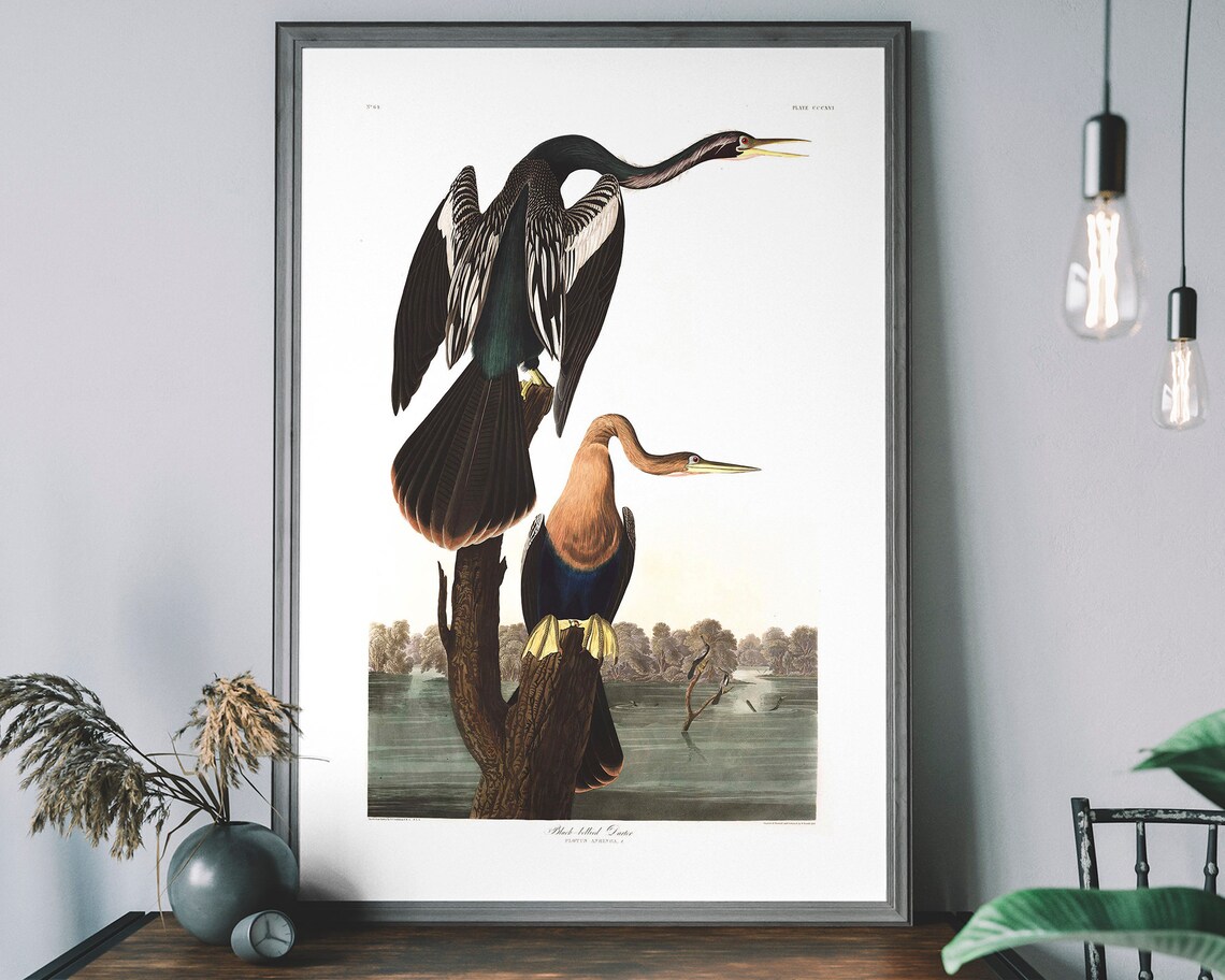 Blackbellied Darter Vintage Audubon Bird Art Print