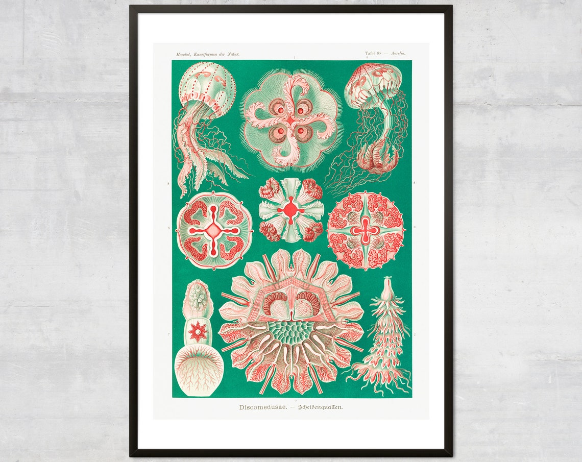 Antique Jellyfish Print Ocean Wall Art Nautical Decor Minimal Coastal