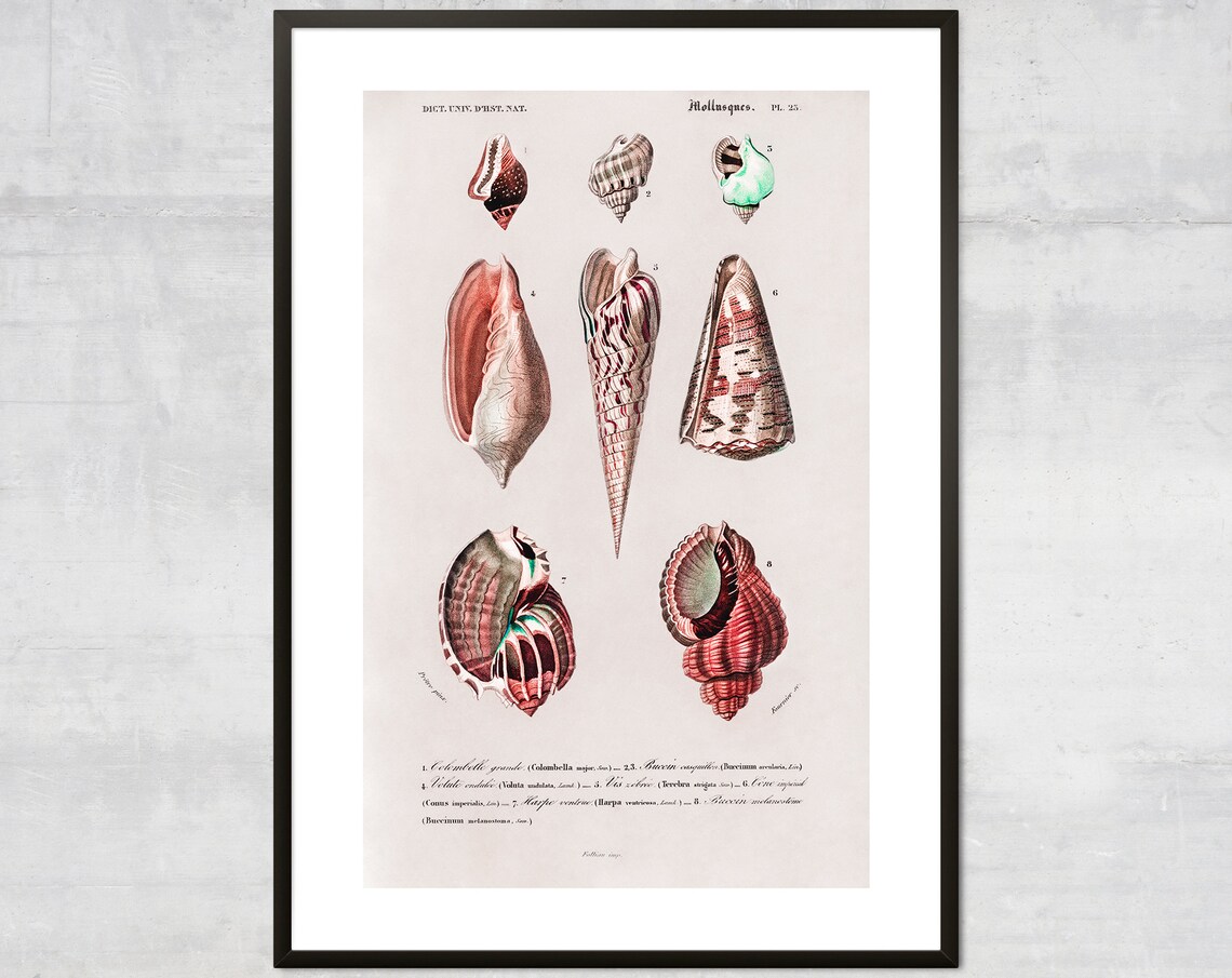 Vintage Mollusk Print, Minimal Coastal Wall Art