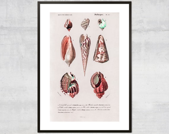 Vintage Mollusk Print, Minimal Coastal Wall Art