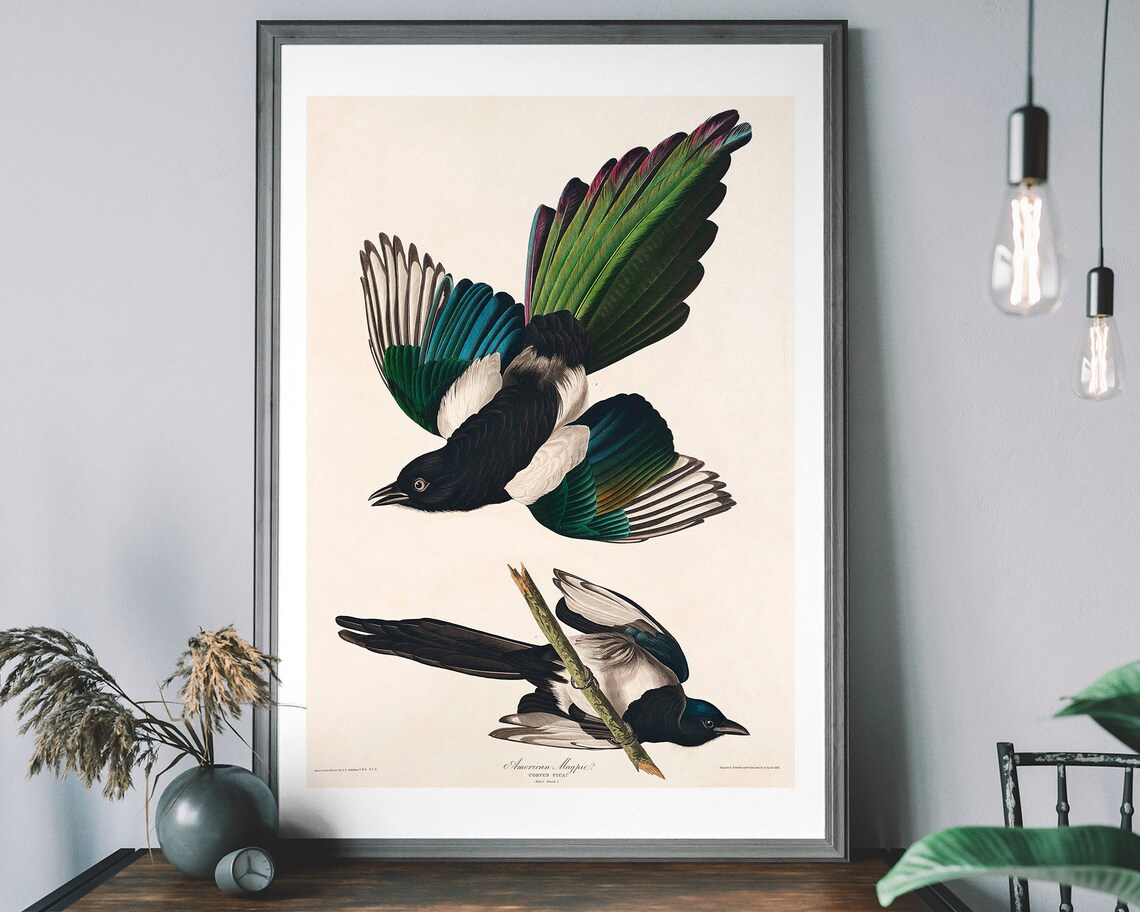 Magpie Antique Painting Print, Vintage Bird Illustration
