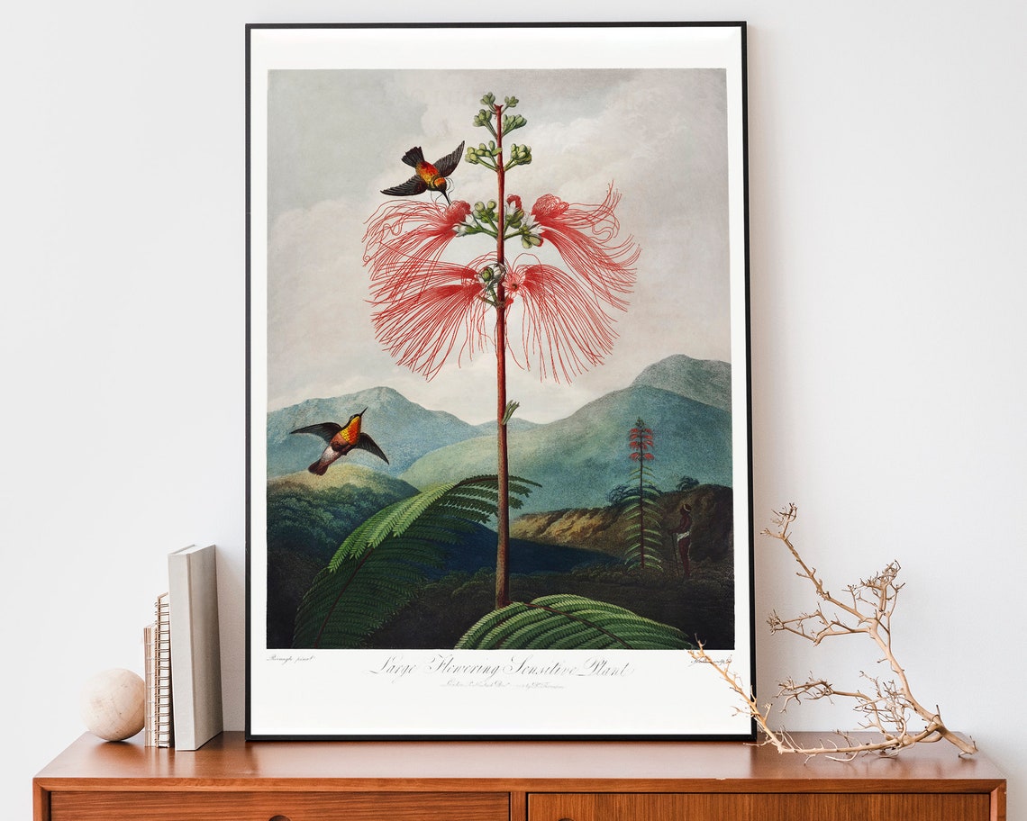 Thornton Large Flowering Sensitive Plant Hummingbird Art Poster