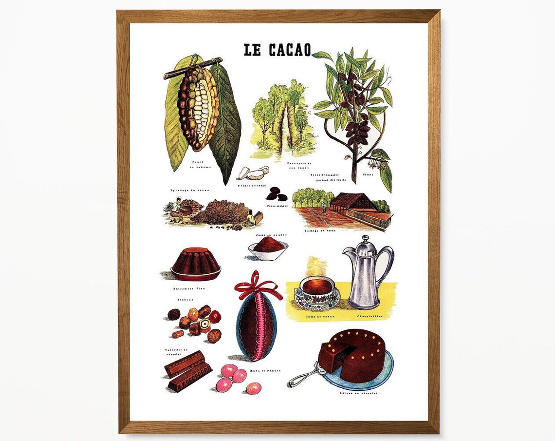 Le Cacao Vintage French Botanical Chart Cocoa Chocolate School Poster