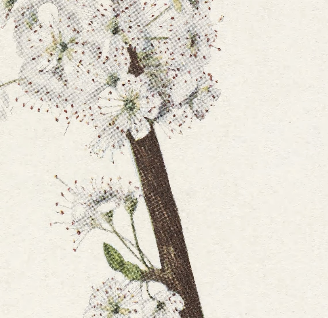 White Blossom Branch - Botanical Drawing - Image 3
