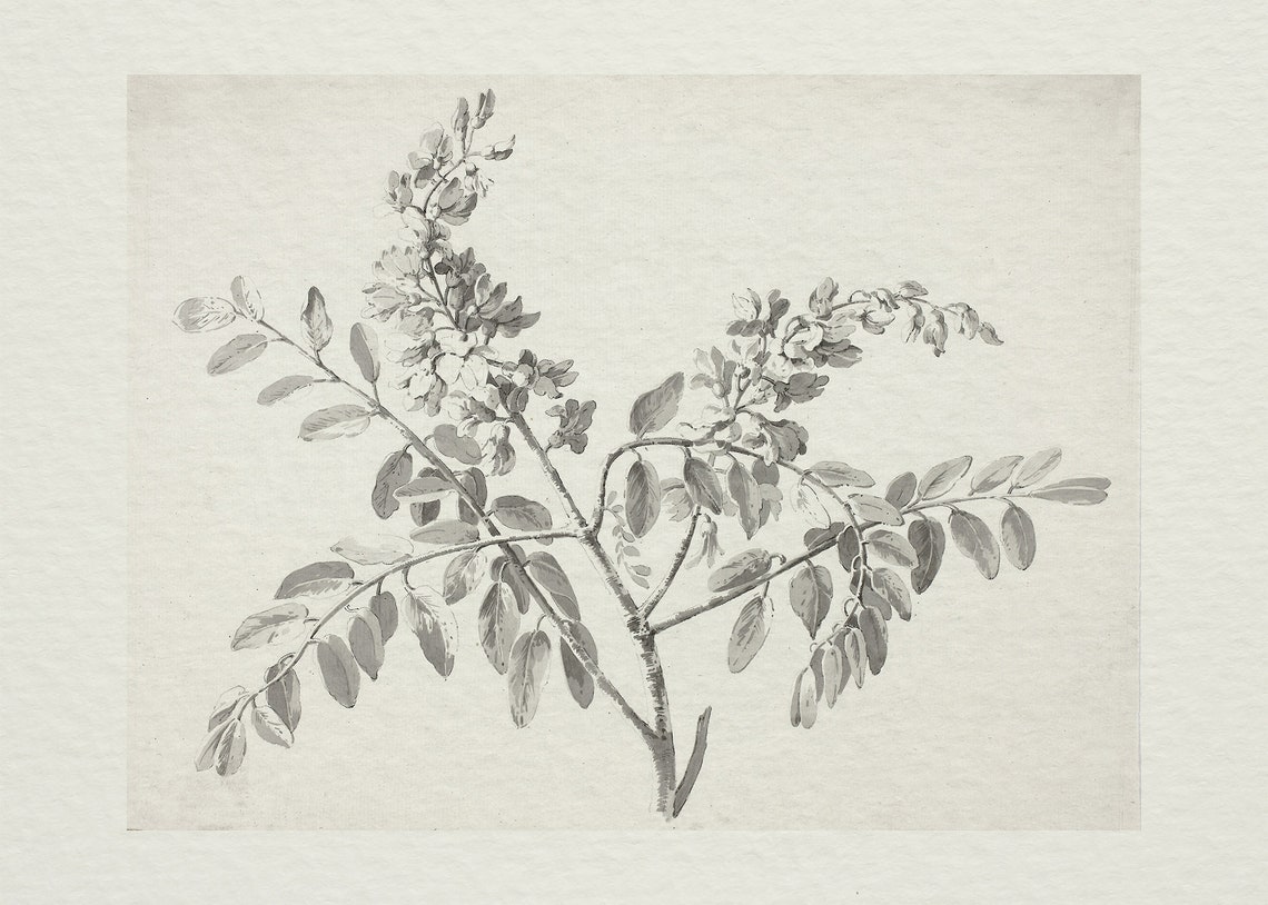 Vintage Branch Sketch, Antique Botanical Art Print - Image 4