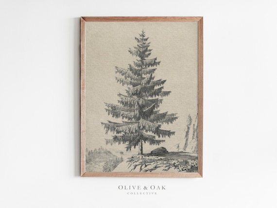 Vintage Tree Sketch Art Print, Rustic Spruce Drawing
