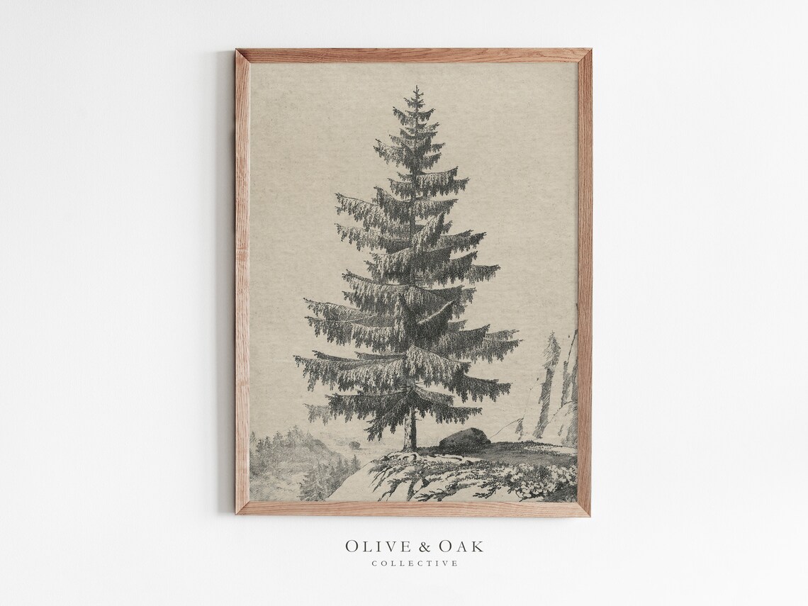 Vintage Tree Sketch Art Print, Rustic Spruce Drawing