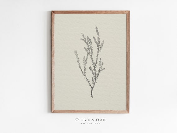 Vintage Botanical Sketch, Farmhouse Decor Art Print