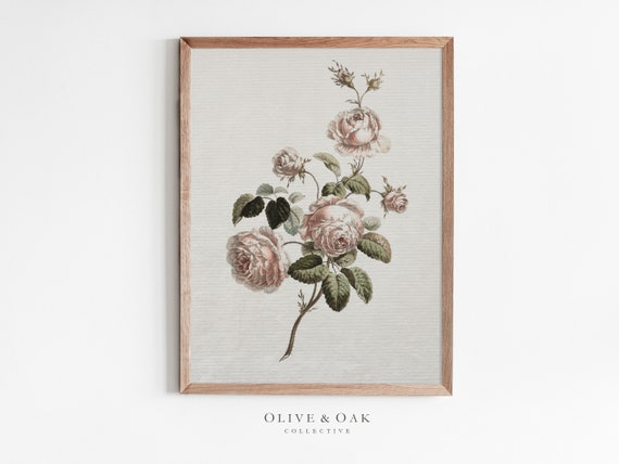 Vintage Blush Rose Botanical Art Print, Nursery Decor