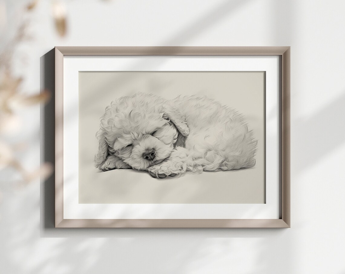 Bichon Frise Sleeping White Fluffy Dog Pencil Sketch Breed Gift Poster