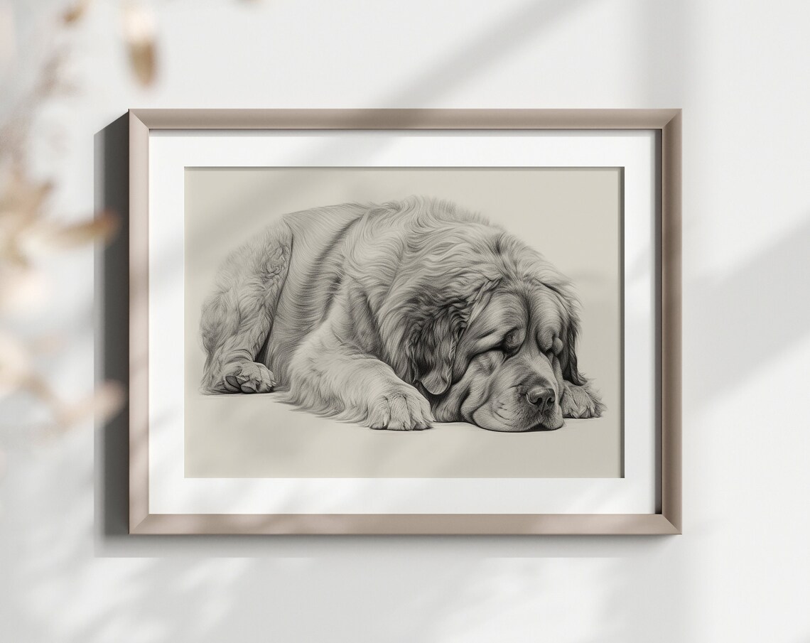 Tibetan Mastiff Sleeping Giant Dog Pencil Sketch Breed Lover Poster