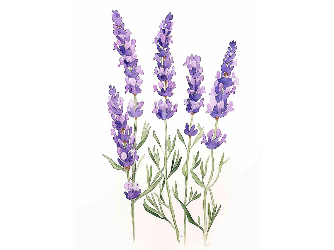 Lavender Flowers Watercolor Art Print, Tuscany Botanical