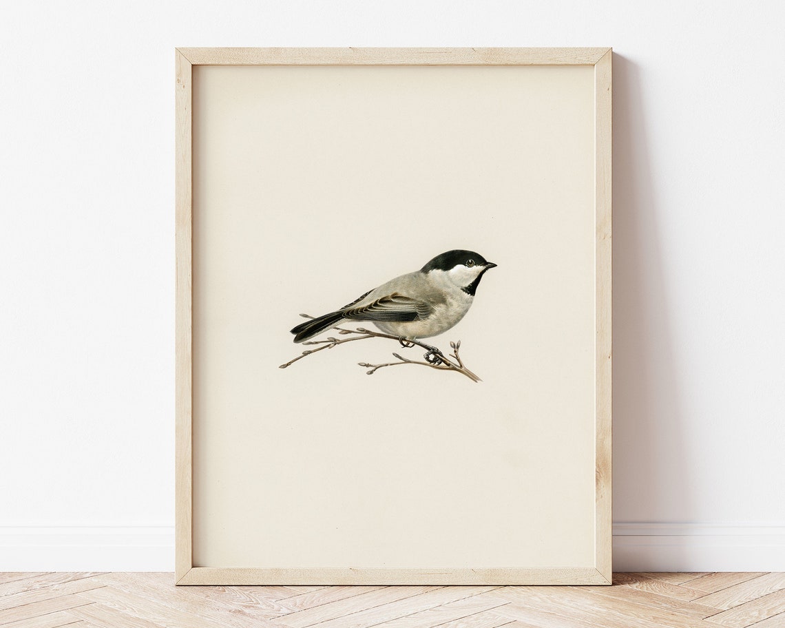 Chickadee Bird Vintage Naturalist Illustration Farmhouse Poster - Image 3