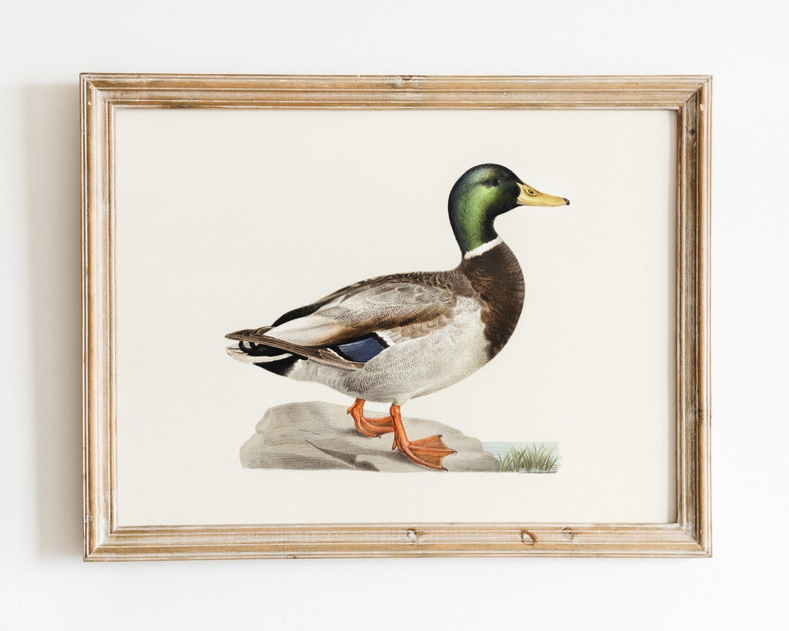 Mallard Drake Duck Vintage Natural History Illustration Poster - Image 2